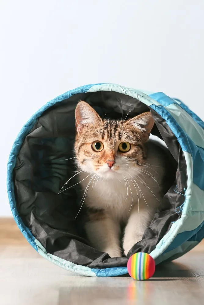 chat dans un tunnel de jeu