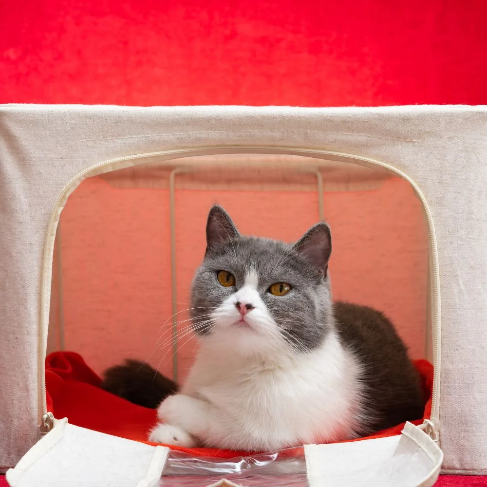 chat dans une chatterie