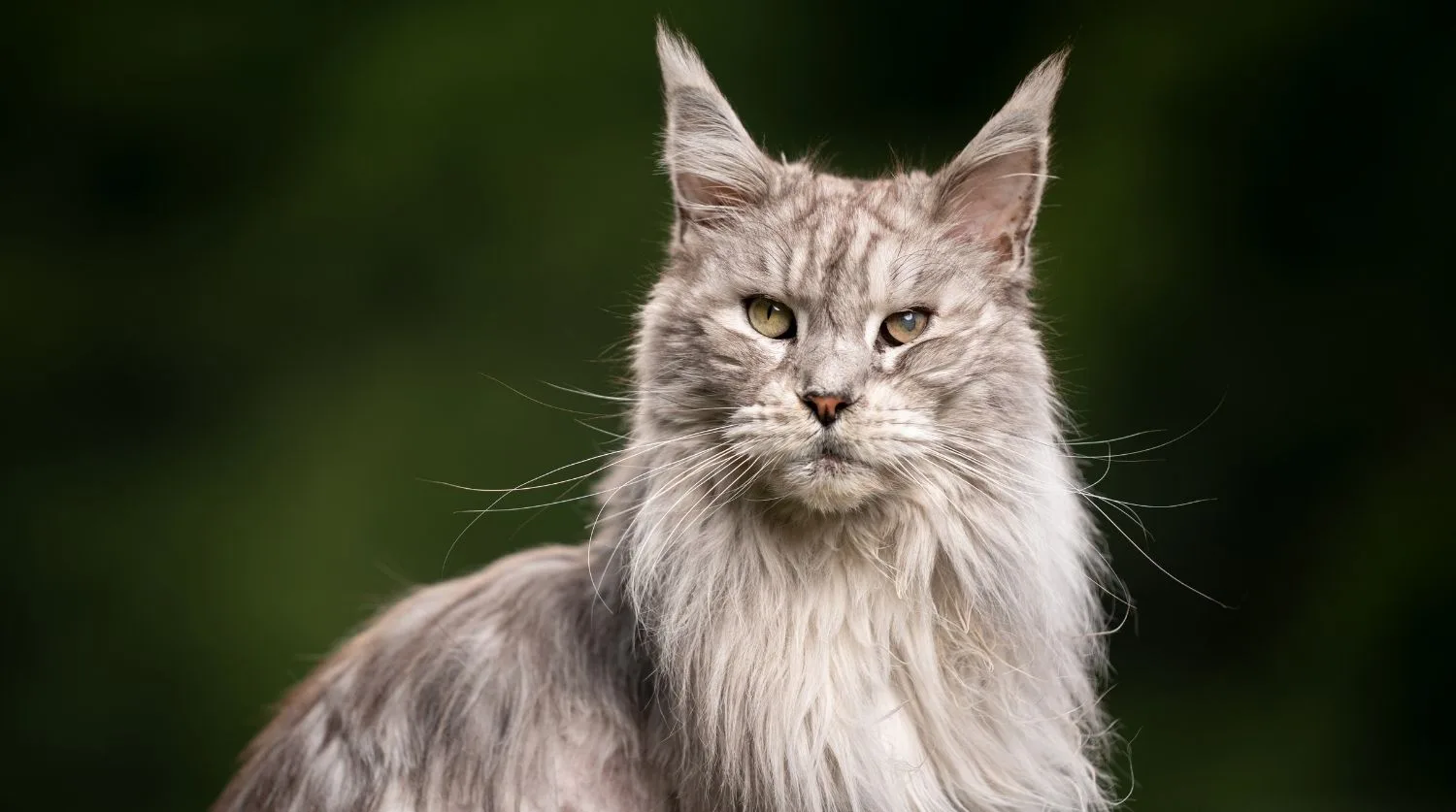 chat maine coon