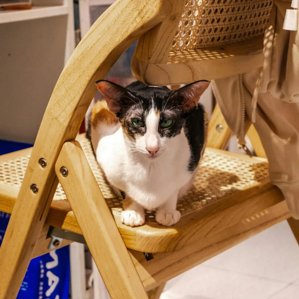 chat oriental sur une chaise