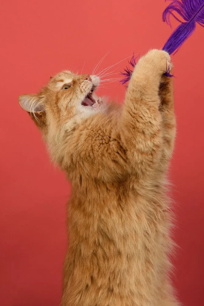 chat qui joue