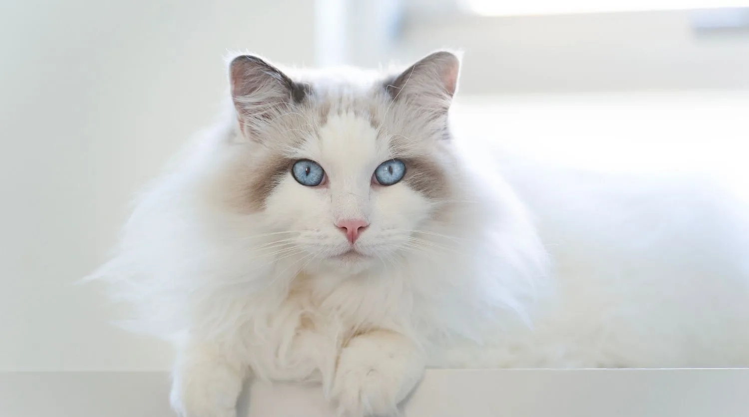 chat ragdoll