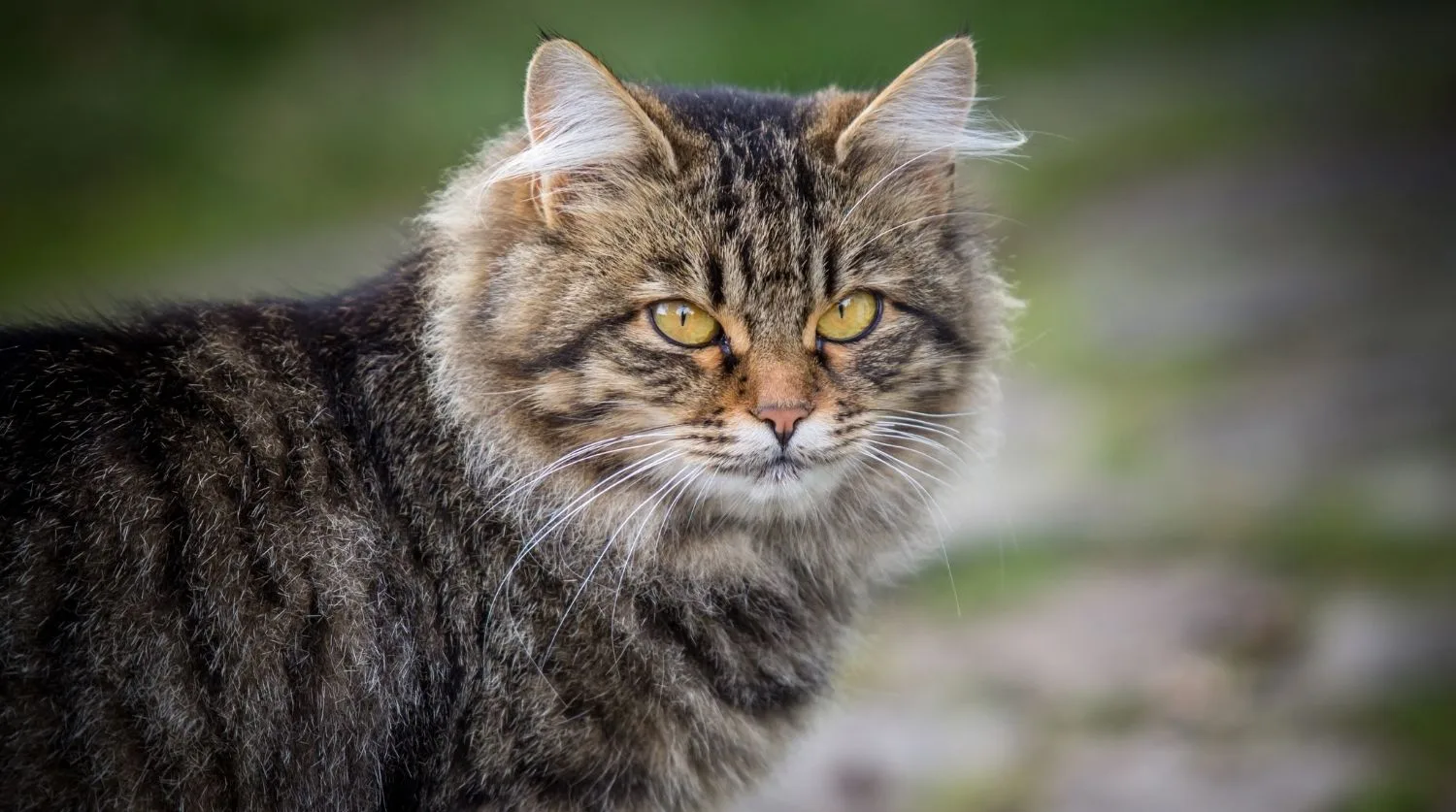 chat sibérien